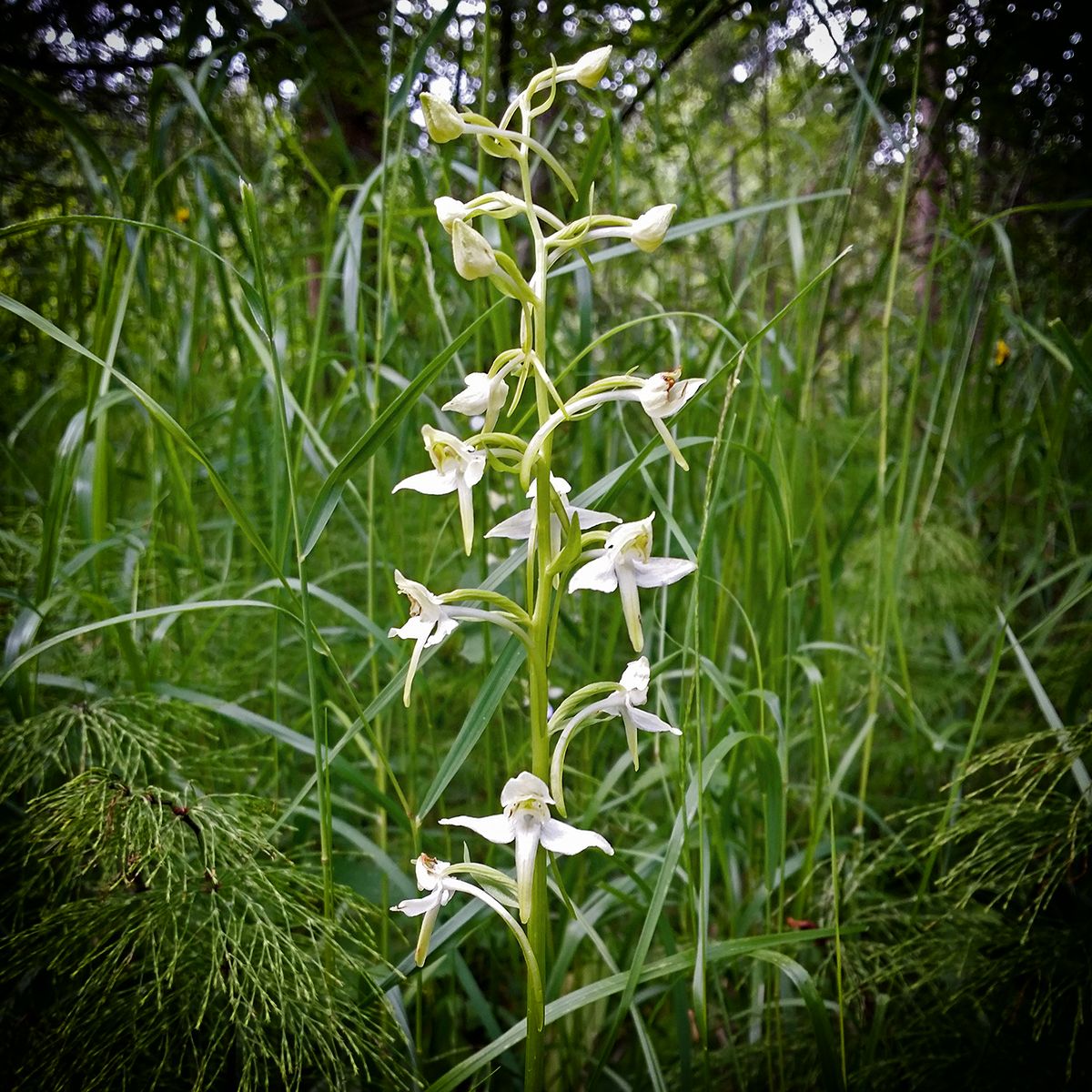 Orchid Photo by Aigar Lusti ©